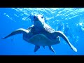 Amazing video of a Turtle on the Great Barrier Reef from Wavelength Charters http://youtu.be/HCAJDlzNXV4