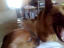 german shep playing with min dashund german shep playing with min dashund