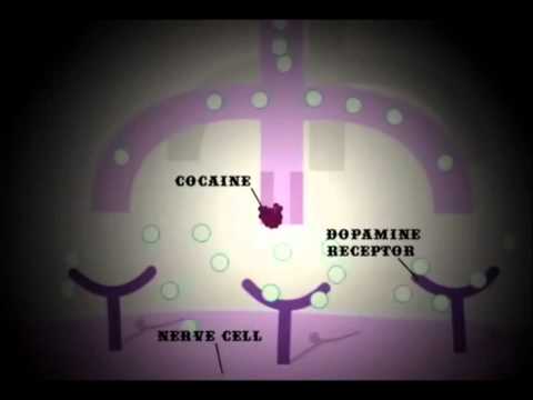 The effects of Cocaine on the brain