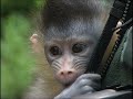 Mandrill Baby.mpg Mandrill Baby.mpg