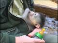videos de Mandrill Baby.mpg