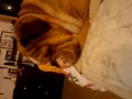 Zeus and my sock