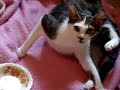 Alucard \"dracula backwards\" gives birth to 4 kittens Alucard \"dracula backwards\" gives birth to 4 kittens
