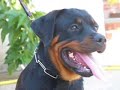 ROTTWEILER....LA NOSTRA MISSIONE ROTTWEILER....LA NOSTRA MISSIONE