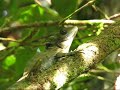 Angle Head Lizard
