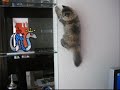 The Amazing Spidercat climbing a stone wall.