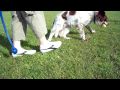 videos de Bongo-falls
