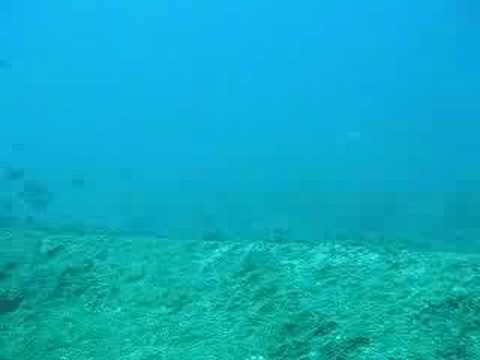 buceo la paz mexico