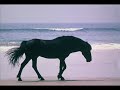Voice of the Horses