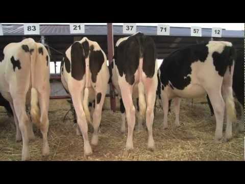 airosa sale line up