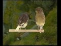 Naturaves - (Postura) Gloster.avi