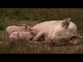 Økologisk svineproduktion - Friland - Organic Pig production
