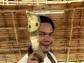 King Cobra Master - Unbelievable!
