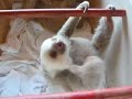 Curious baby sloth