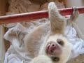 Curious baby sloth Curious baby sloth
