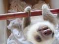 Curious baby sloth