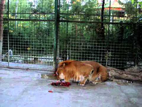 tigon
