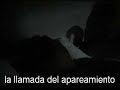 El Berberecho Común del Asia Menor