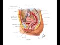 Female Anatomy: the uterus is a sex organ