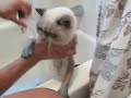 Winston gets a bath