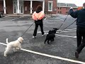 Puppies Puppies