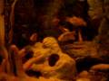 Neon gold barbs and platy's breeding...