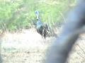 Clay's Turkey Hunt