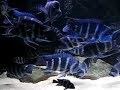 zaire blue 1