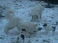 mydogs.avi