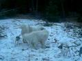 videos de mydogs.avi
