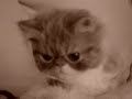 Kitty wants a Hug! So Cute Kitty wants a Hug! So Cute