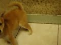 柴犬動画