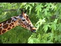 I dont believe in giraffes