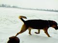 Ianté vonQuinshaus Duitse herder puppy 8 weken in Eernegem sneeuwtochtje.AVI