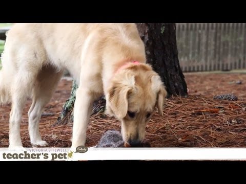 eHowPets - Watch more dog training tips with Victoria Stilwell: http://www.youtube.com/playlist?list=PL0C724F6F6A597540&feature=view_all Today, I'm going to show you ho...
