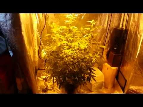 how to grow ak 47 indoors