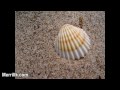 Painting Tips- Glazing: Finishing a Painting with Transparent Oil Paint
