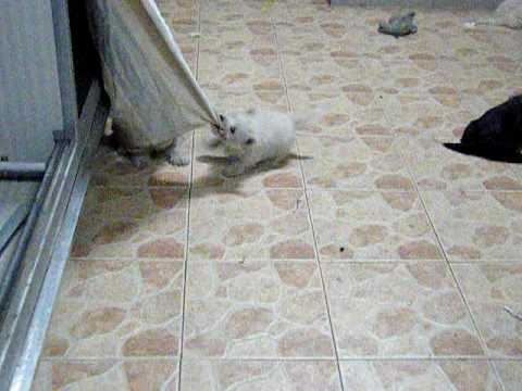 Video cani scottish terrier