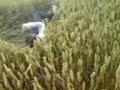 Tom and Michelle Running through the fields Tom and Michelle Running through the fields