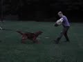 Setter beim Training im Schutzdienst Setter beim Training im Schutzdienst