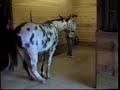An Abused Mule Responds to Clicker Training