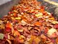 leaf abscission step sound