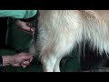 Golden retriever grooming-2/Стрижка золотистого ретривера-2
