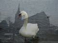The Corrs :Brid Og Ni Mhaille ( pictures of Irlande)