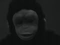 Cadbury's Gorilla Dairy Milk Advert Song Drumming Spoof