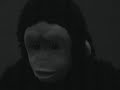 cadburys-gorilla-dairy-milk-advert-song-drumming-spoof.html