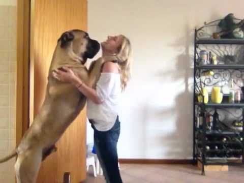 bullmastiff
