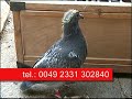 HODOWLA KULBACKI ,JANSSEN SCHERPEN 291/292 HODOWLA KULBACKI ,JANSSEN SCHERPEN 291/292
