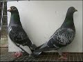 HODOWLA KULBACKI ,JANSSEN SCHERPEN 291/292