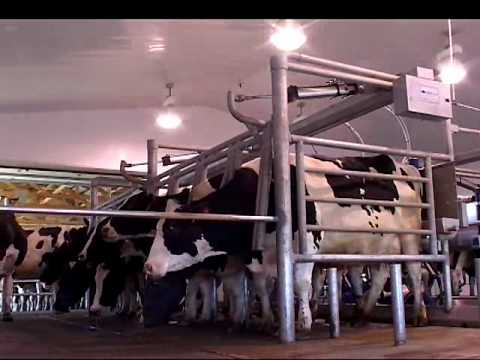 DeLaval Cascade™ parallel parlour